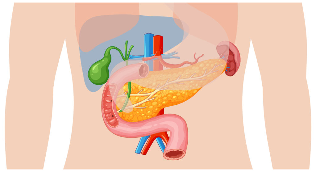 Gallbladder Stones: Everything you need to know